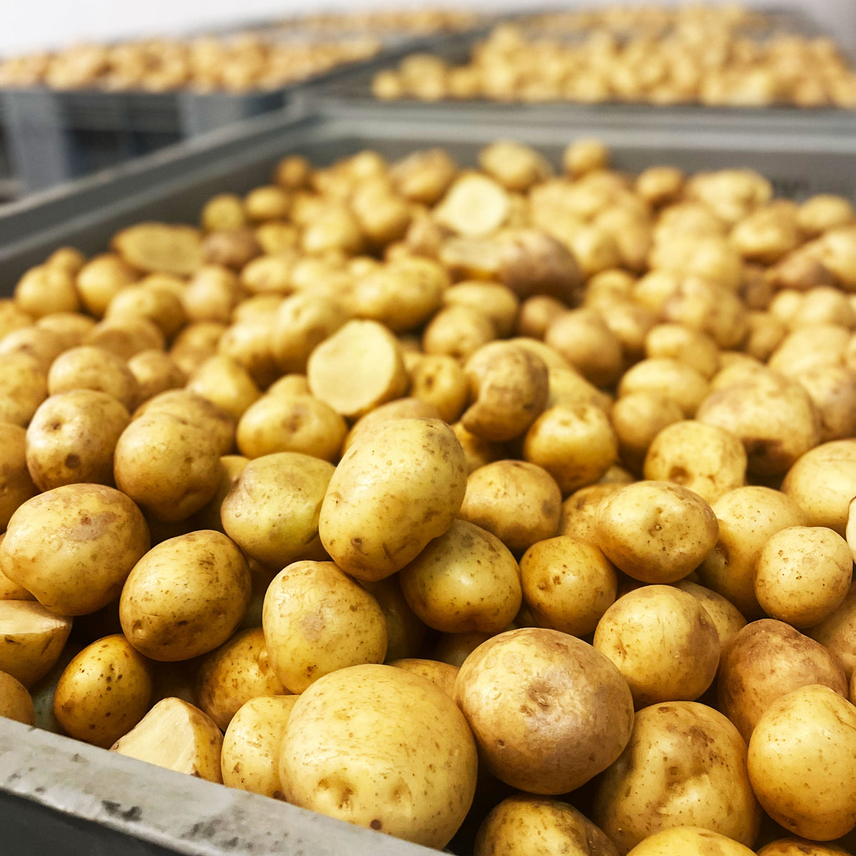 Spudos Sustainability